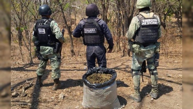 Aseguran más de 14 kilos de marihuana en Tiquicheo