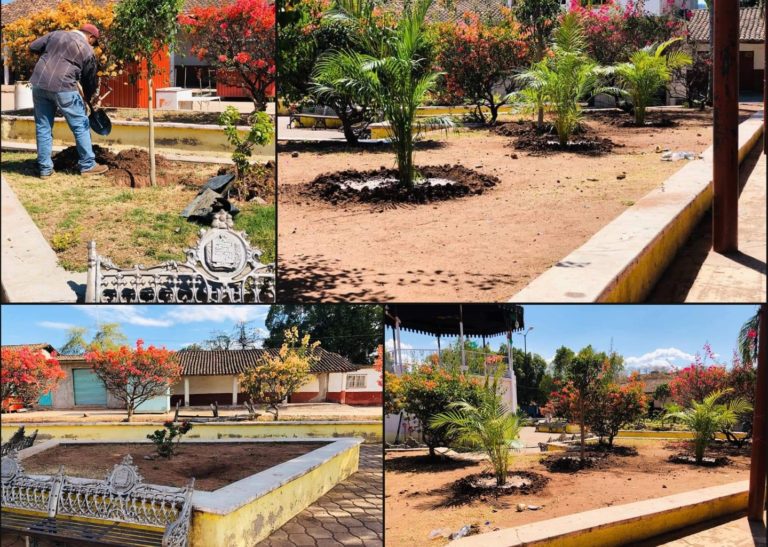 Inicia Ayuntamiento de Tiquicheo la reforestación del jardín principal de Ceibas de Trujillo