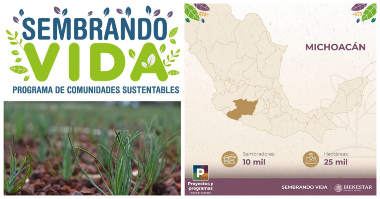 Inicia la entrega de Tarjetas de Sembrando Vida en Michoacán