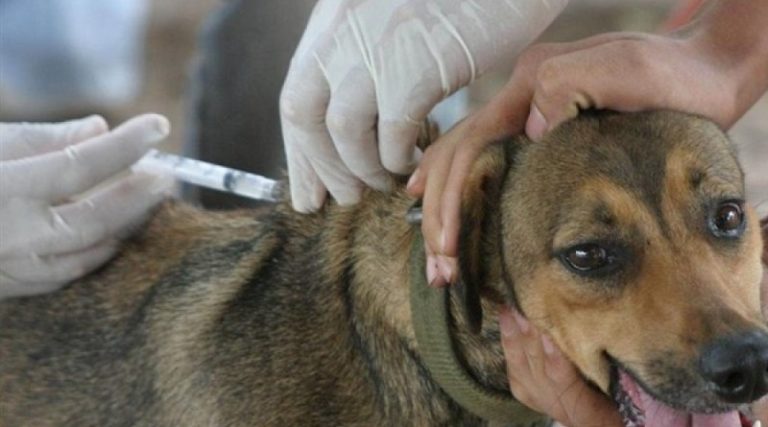 Inicia la Campaña Antirrábica 2020 para mascotas en Huetamo
