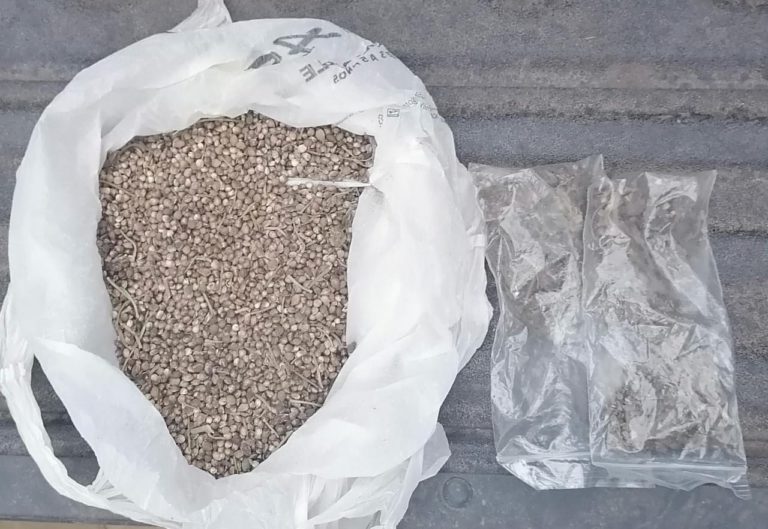 Sujeto fue aprehendido con semillas de marihuana en Tuzantla