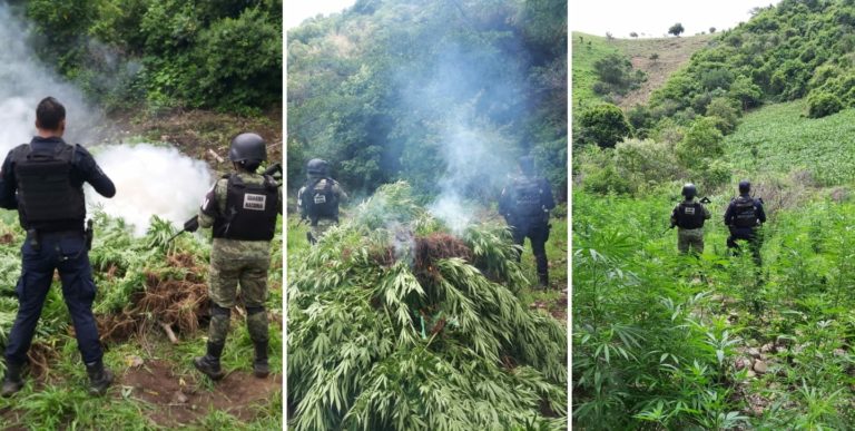 Destruyen mil 500 plantas de marihuana en Nocupétaro