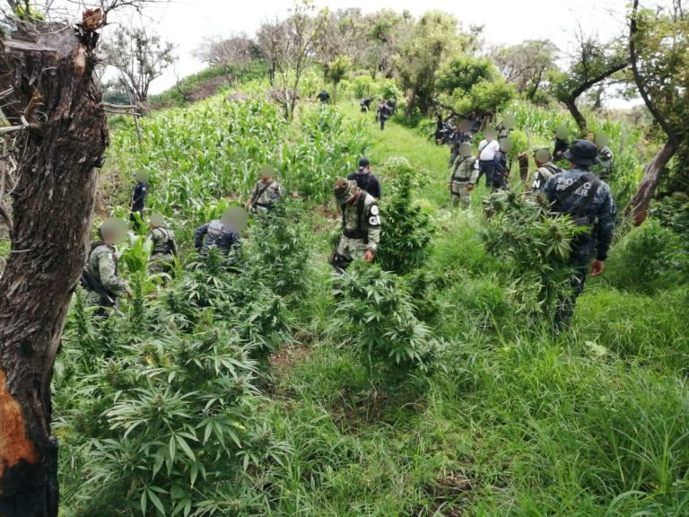 Destruyen gran sembradío de marihuana en Tuzantla, fueron incineradas 34 mil plantas
