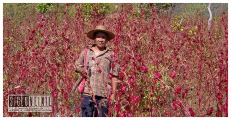 Michoacán segundo productor nacional de jamaica