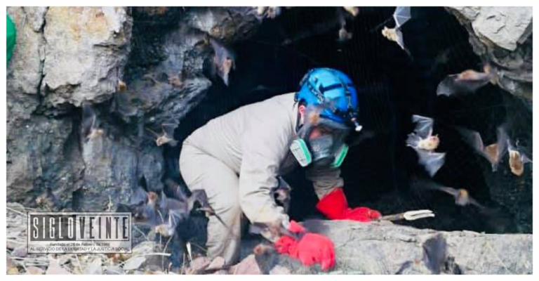 Ante el primer caso de rabia por mordedura de murciélago hematófago, realizan acciones para controlar su presencia entre los municipios de Tzitzio y Tiquicheo