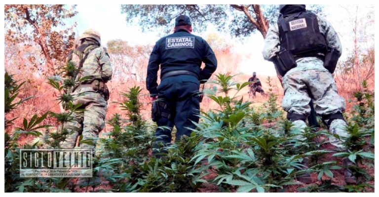 En Tzitzio autoridades policiales destruyeron 8 mil 400 plantas de marihuana