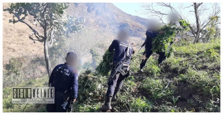 En Tzitzio destruyen 12 mil plantas de marihuana