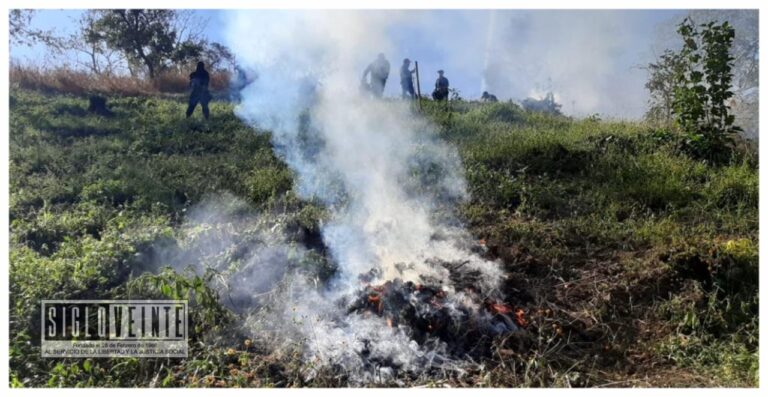 En Tzitzio fueron destruidas 18 mil plantas de marihuana