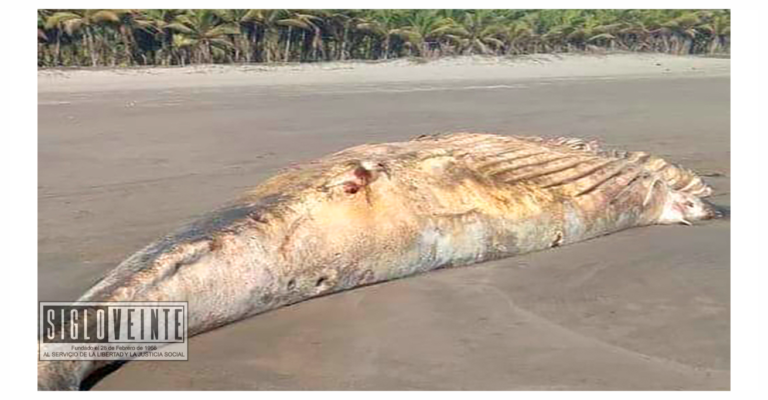 Localizan ballena muerta en playa de Lázaro Cárdenas
