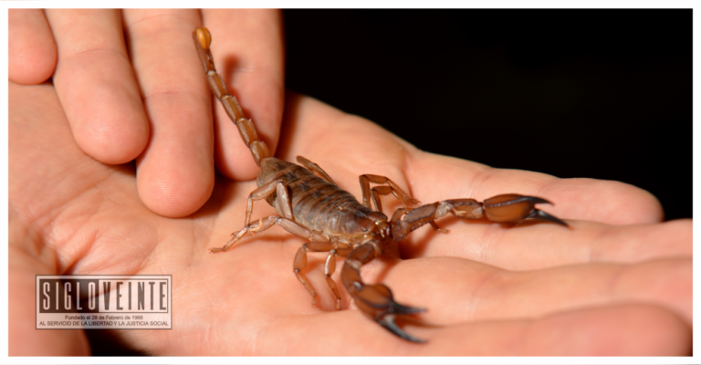 Por calor aumenta la presencia de alacranes en la región