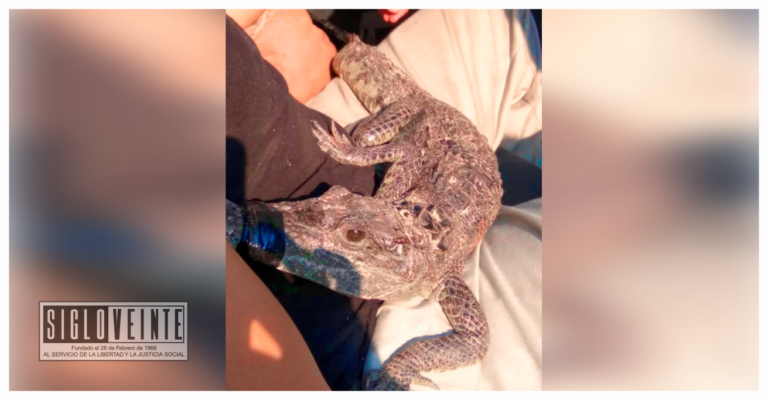 En el centro de Zitácuaro, sujeto fue detenido en posesión de un cocodrilo