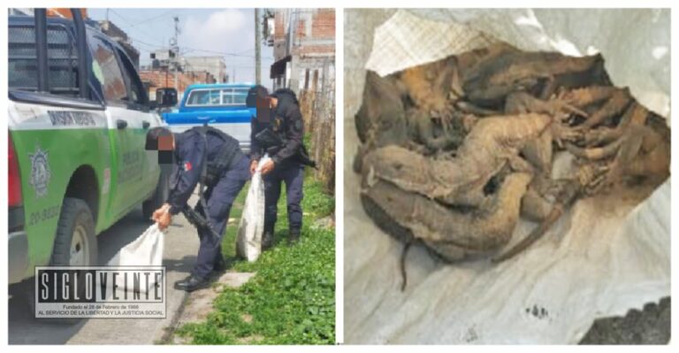 Asegura la SSP en la capital michoacana 20 iguanas