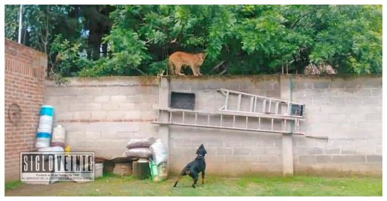 Capturan puma que deambulaba en colonia de Zitácuaro