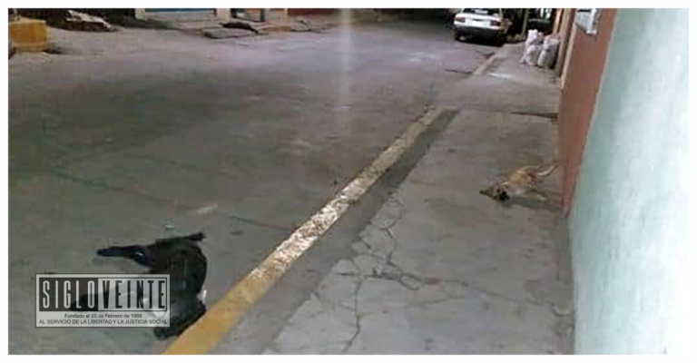 Alertan vecinos por envenenamiento de perros en Morelia