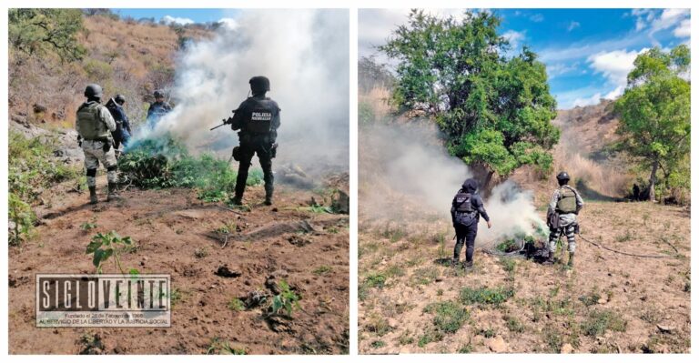 SSP, GN y Policía Municipal localizan y destruyen 4 plantíos de marihuana en Nocupétaro