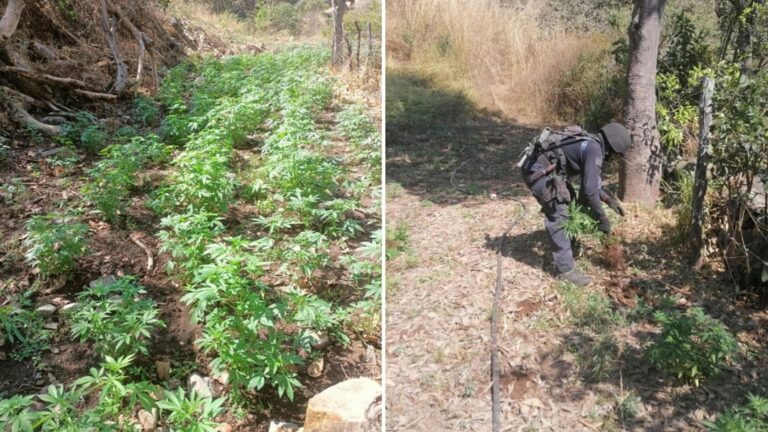 En Huetamo y Nocupétaro, localizan y destruyen dos plantíos de marihuana e incineraron 212 kilos del enervante