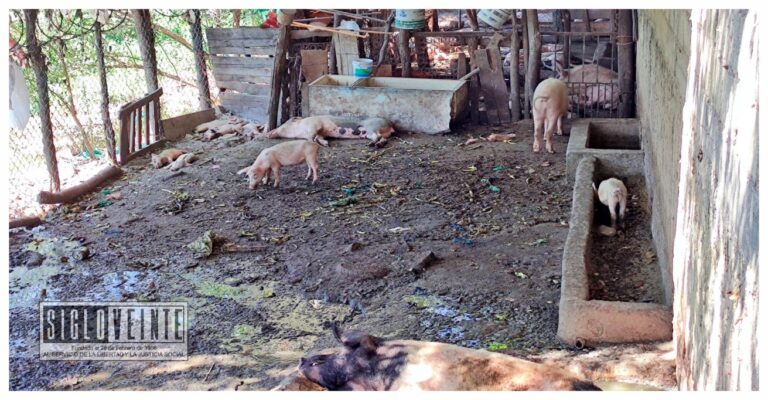 Vecinos del centro de Huetamo se quejan por los olores fétidos de un chiquero de puercos