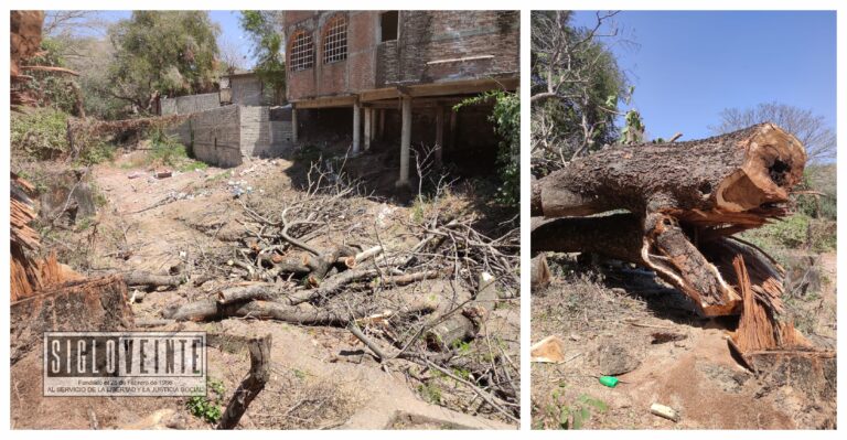Sin permiso de las autoridades, talan antiguo árbol en el arroyo de Cútzeo de Huetamo