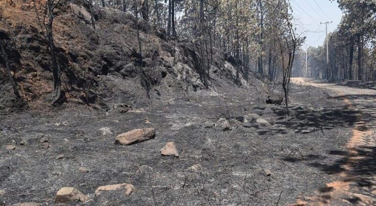 Brigadista muere al combatir incendio forestal, quedó atrapado en las llamas