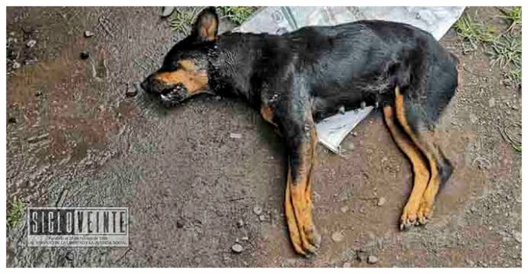 Carmen “N” enfrenta cargos por envenenar a dos perritos, ya fue vinculada a proceso