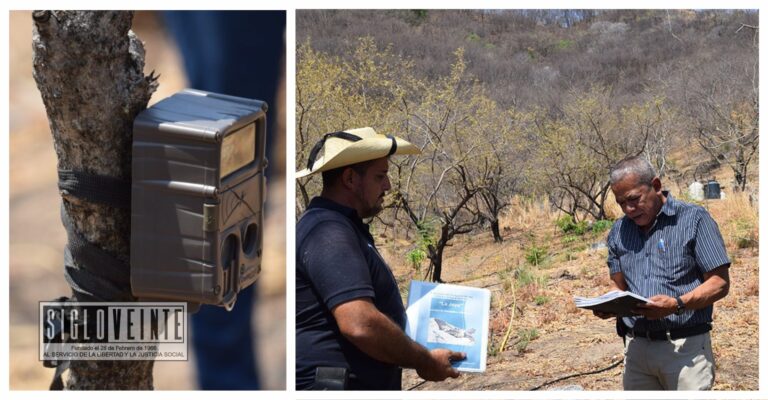 Comisión Forestal del Estado de Michoacán implementa plan que busca preservar la iguana negra en Nocupétaro