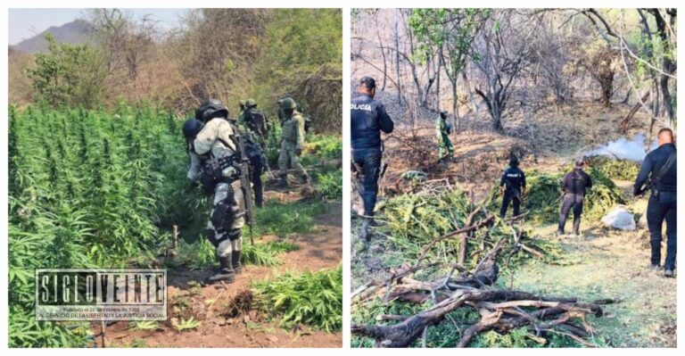 En acción interinstitucional, se localizaron y destruyeron más de 500 kilos de marihuana