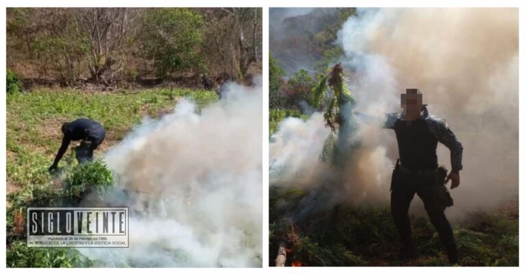 La SSP localiza y destruye plantío de marihuana en Villa Madero