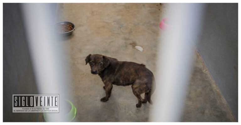 Detienen a presunto responsable por maltrato animal en Morelia, puede ser sancionado con 2 años de cárcel y multas que van desde los 26 mil 800 hasta los 40 mil pesos