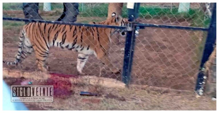 Muere hombre tras ser mordido por tigre de bengala en Peribán, se negó a que le amputaran el brazo