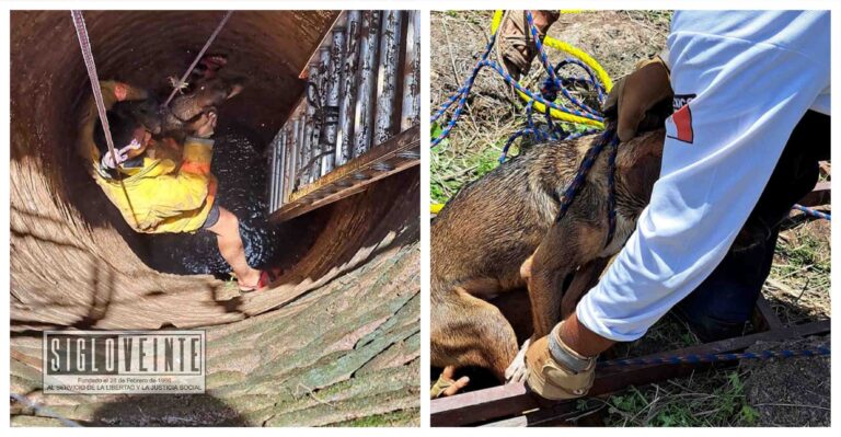 Protección Civil de Huetamo rescata a dos perros que cayeron a un pozo de agua en la colonia El Chamizal