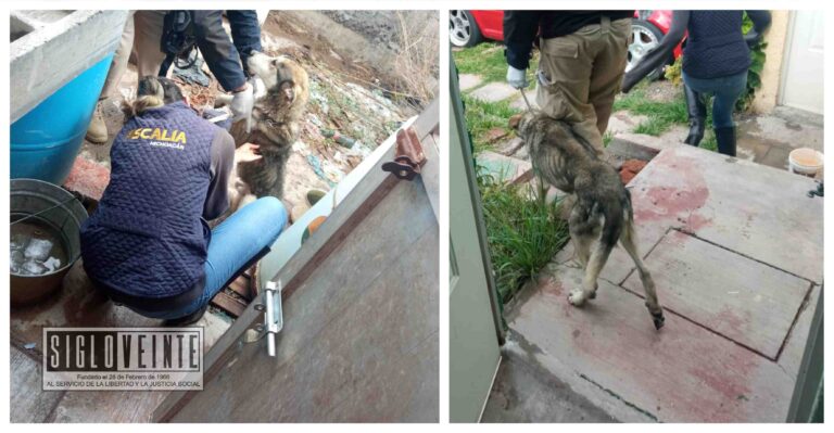 Rescatan en Tarímbaro a un perro que estaban en condiciones de maltrato animal