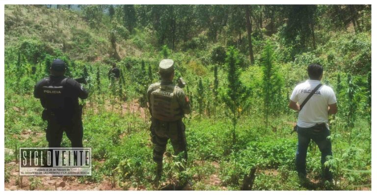 SSP, SEDENA y FGE localizan y destruyen un plantío de marihuana en Tuzantla