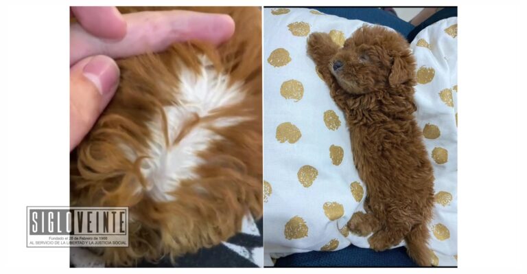 VIDEO | Tiñen pelo de perrito para venderlo más caro y se intoxica
