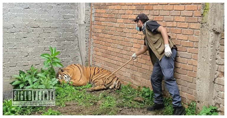 Durante operativo cerca de la carretera Morelia-Pátzcuaro, encuentran a tigre lesionado por arma de fuego