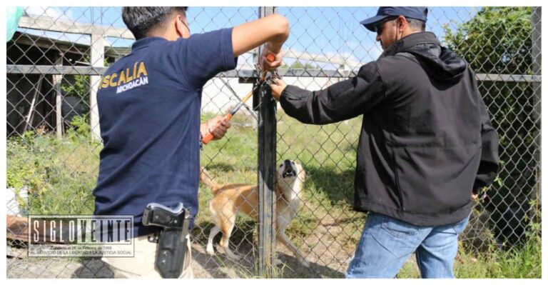 En cateo, rescata la FGE a dos ejemplares caninos en condiciones de maltrato animal