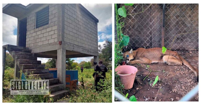 En el municipio de Juárez, la Guardia Civil asegura arma, equipo táctico, además de felino abandonado, también se ubicaron gallos muertos