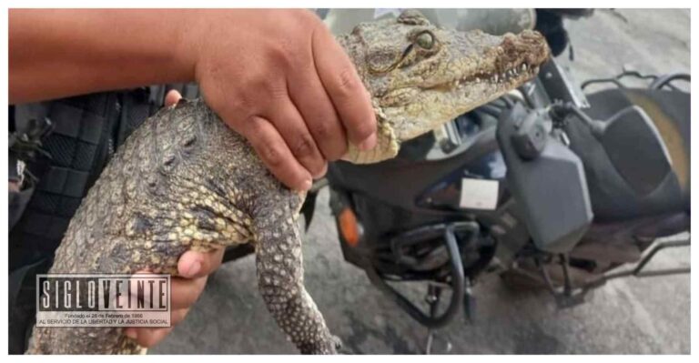 Policía Municipal de Morelia detiene a hombre en posesión de un cocodrilo