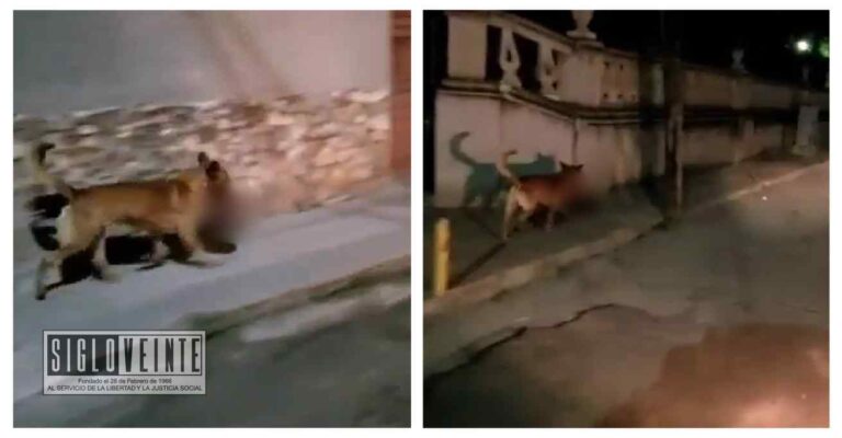 Graban a un perro cargando una cabeza humana en Zacatecas