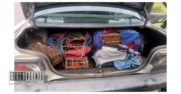 Hay 2 detenidos que circulaban con 10 aves de procedencia ilegal