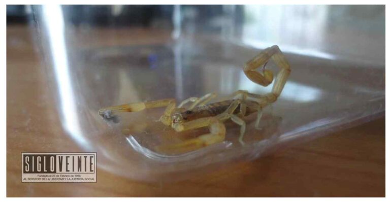 Atendió la SSM más de 10 mil picaduras de alacrán durante 2022