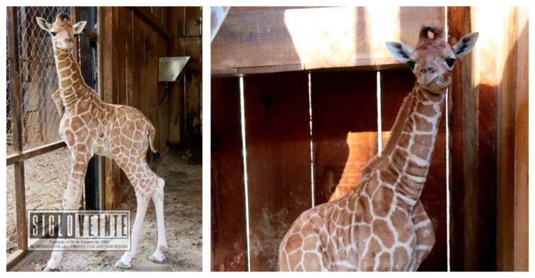 Si vas de vacaciones a Morelia, conoce a la recién nacida jirafa reticulada en el Zoológico de la capital del Estado
