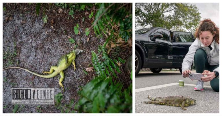Tras el frío extremo en Estados Unidos las iguanas parecen morir, conoce qué les pasa