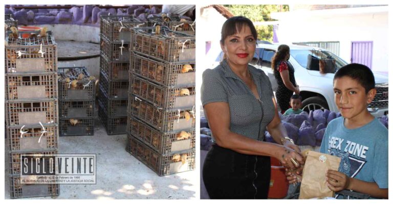 A través del programa Agrosano, la alcaldesa de Tiquicheo Entrega paquetes de pollas ponedoras