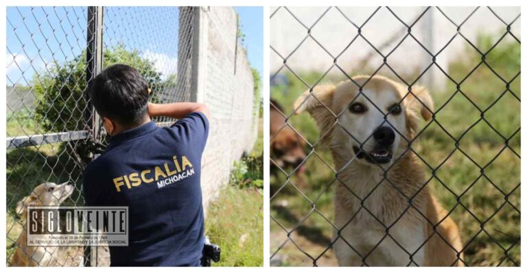 Durante el 2022, la FGE rescató 83 ejemplares de diversas especies en situación de maltrato y crueldad animal