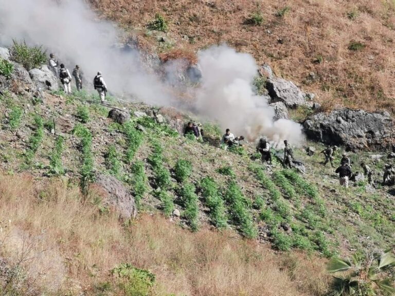 En Zitácuaro, la SSP localiza y destruye plantío de marihuana