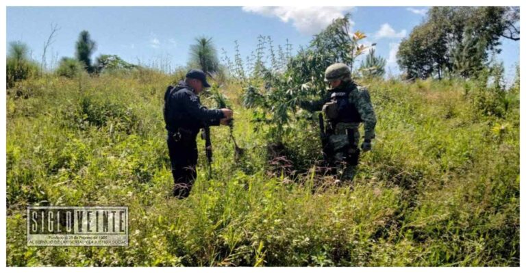 Guardia Civil y Ejército destruyen plantación de mariguana en el municipio de Tuzantla