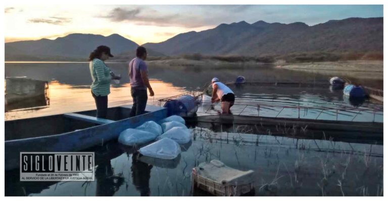 La Comisión de Pesca del Estado siembra 25 mil crías de tilapia en presas de Chihuero e Irámuco