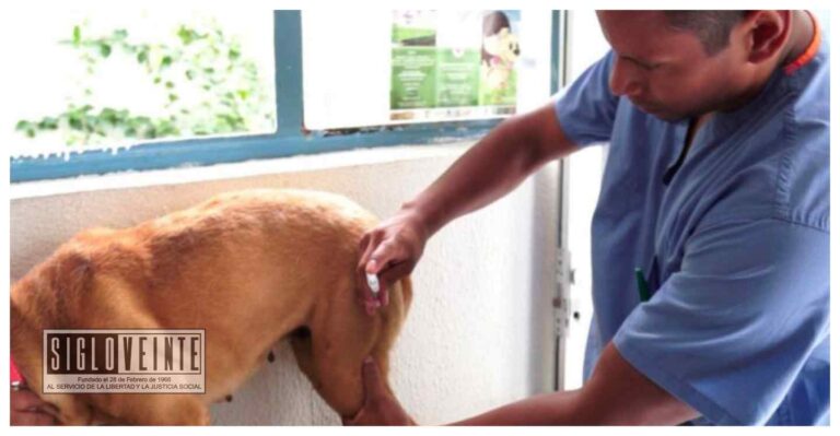 Michoacán se mantiene libre de rabia en humanos, además la campaña de vacunación para perros y gatos continúa en los centros de salud