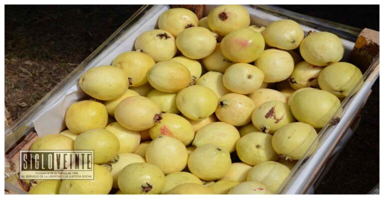 Productores de Jungapeo, Juárez, Susupuato, Tuxpan, Tuzantla y Zitácuaro buscan registro de marca colectiva para las guayabas