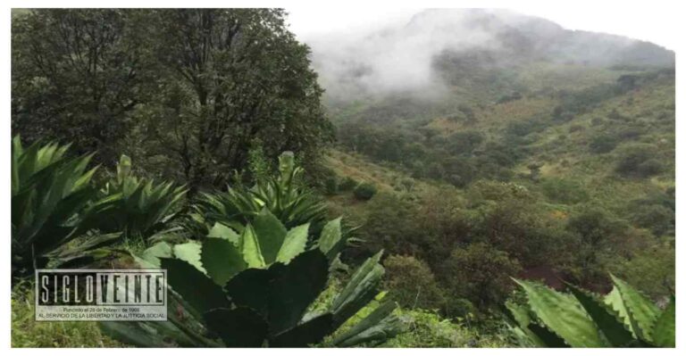 Trabajan la SEDECO e instituciones en el fortalecimiento de la producción de agave en Tzitzio